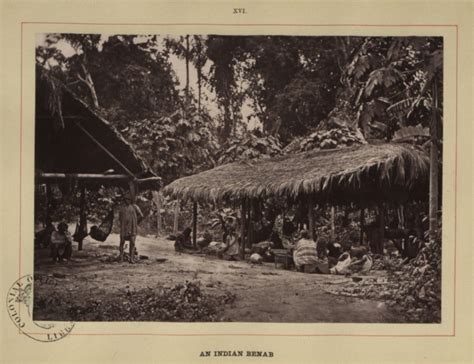 An Indian Benab British Guiana 1870 British Guiana Guyana West Indies