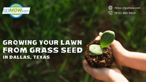 Growing Your Lawn From Grass Seed In Dallas, Texas - GoMow