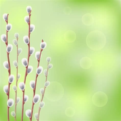 Watercolor Pussy Willow Pattern Royalty Free Vector Image