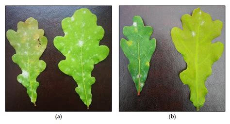 Powdery Mildew Mycelium In The Form Of Small Spots In Oak Leaves After Download Scientific