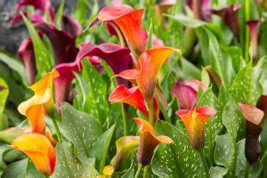 How To Grow And Care For Calla Lilies Gardeners Path