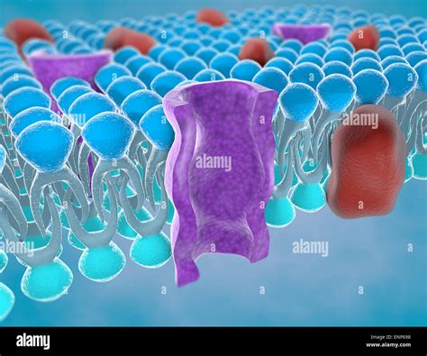 Cell Membrane 3d Hi Res Stock Photography And Images Alamy