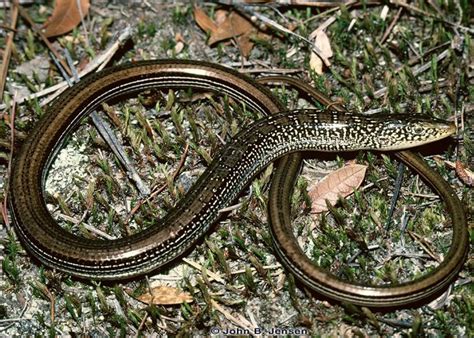 Weekly What Is It Glass Lizard Uf Ifas Extension Escambia County