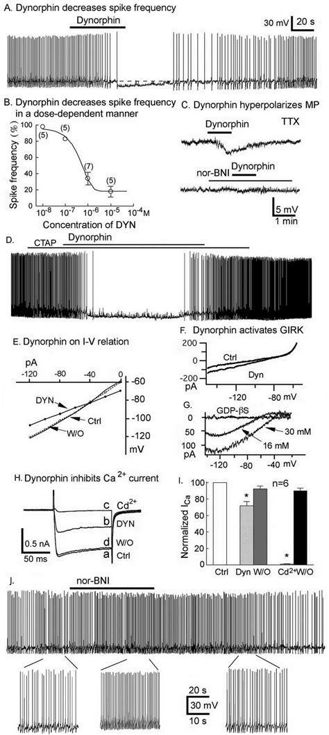 Dynorphin Inhibits Hypocretin Neurons Mechanisms A A Typical