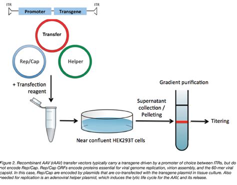 AAV RAAVrecombinant AAV