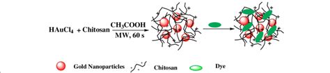 Scheme 1 Schematic Diagram Showing The Synthesis Of Chitosan Capped Download Scientific Diagram