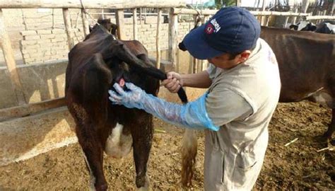 Inseminación Artificial De La Vaca Ctoda La Información