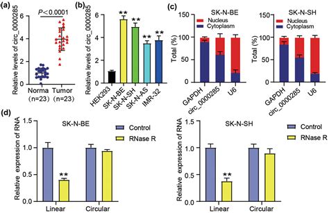 Hsa Circ 0000285 Sponging Mir 582 3p Promotes Neuroblastoma Progression