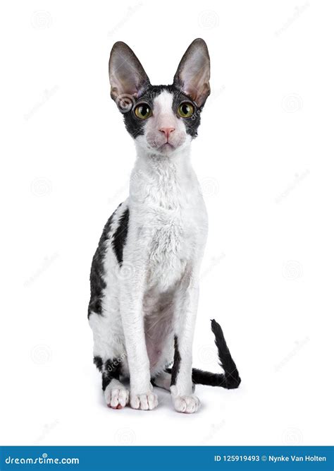 Amazing Black Bicolor Cornish Rex Cat On White Background Stock Image