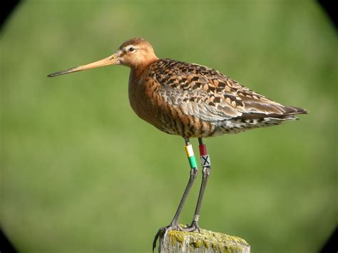 Study reveals why timing of bird migration is changing