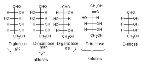 Carbohydrates Structure Function Types And Role In Biology