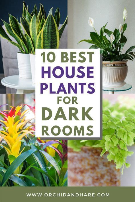 10 low light house plants – Artofit