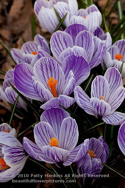 Crocuses Beautiful Flower Pictures Blog