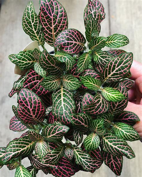 Variegated Houseplants That Will Add A Touch Of Soul To Your Home