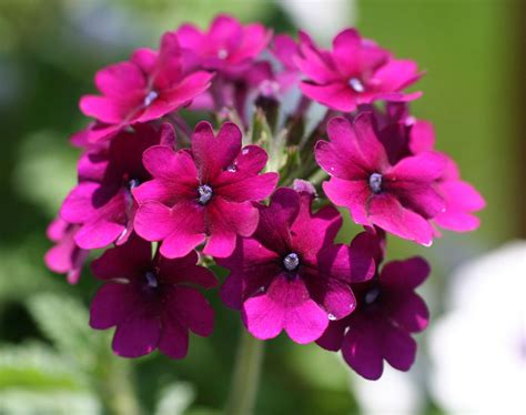 Poppular Photography: Flowers in a Lexington, Kentucky Garden