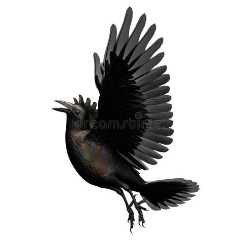 Black Crow Isolated On A White Background 3D Illustration 3D