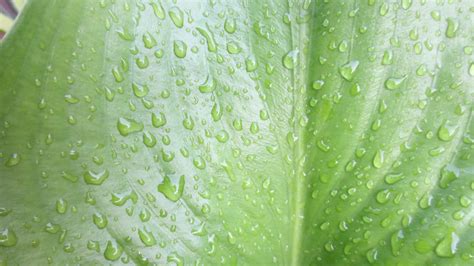 Wallpaper Leaves Food Nature Plants Water Drops Green Leaf