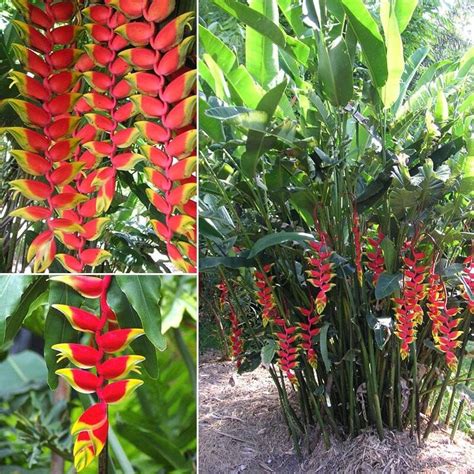 Heliconia Rostrata Ubicaciondepersonascdmxgobmx