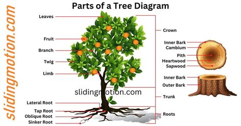 Understanding Tree Anatomy