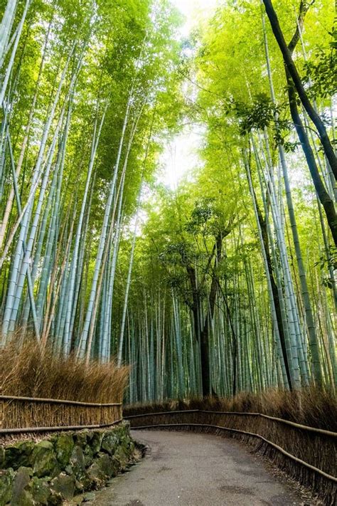 Atração Do Parque Turístico Florestal De Arashiyama Bamboo Imagem de