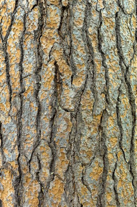 Austria Tree Bark Close Up Stock Photo