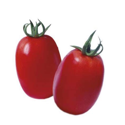 Semence De Tomate Rouge Tandi F Eastwestseed Ronde Hybride