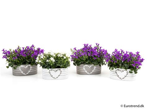 Campanula portenschlagiana MIX — Plant Wholesale FlorAccess