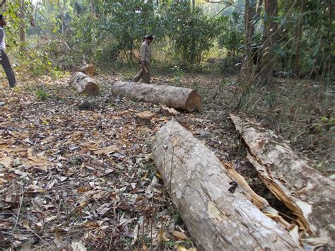 A S S A M Merciless Destruction Of Trees In Reserve Forests In Assam