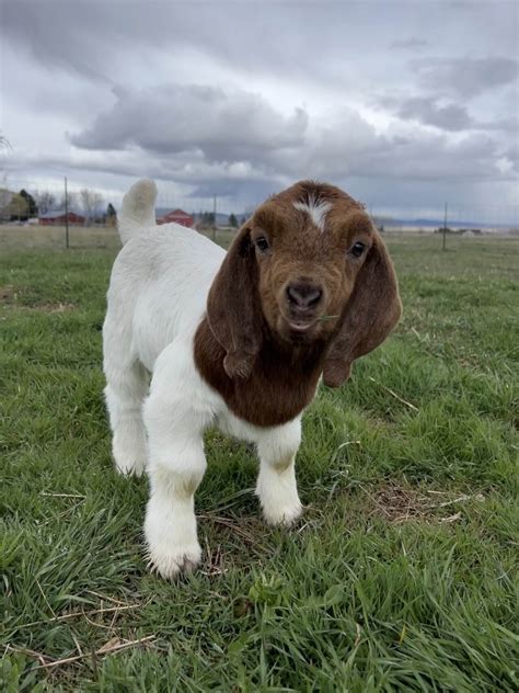 Boer Goats Another Record Price For Renowned Northern Cape Boer Goat
