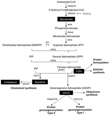 Schematic Of The Mevalonate Isoprenylation Branch Point Of The Sterol