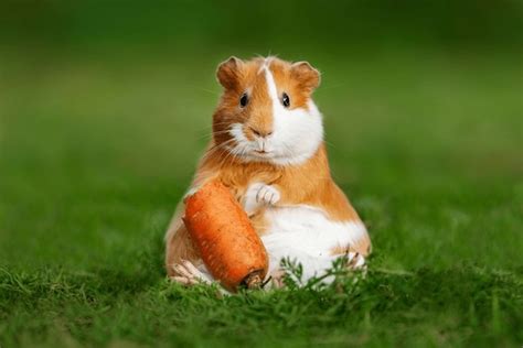 Fat Animals Eating