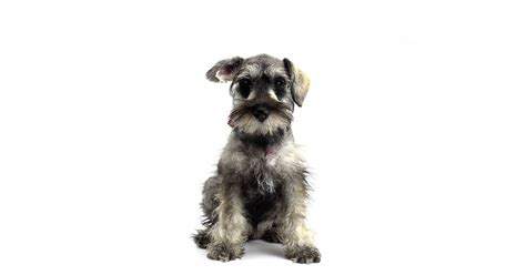 Schnauzer: precio, características y comportamiento de esta raza de perro