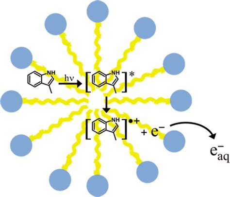 Photoionization Of 3 Methylindole Embedded In Sodium Dodecyl Sulfate