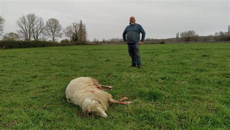 Les Louvetiers Tirent Sur Le Loup Apr S Une Nouvelle Attaque Arros De