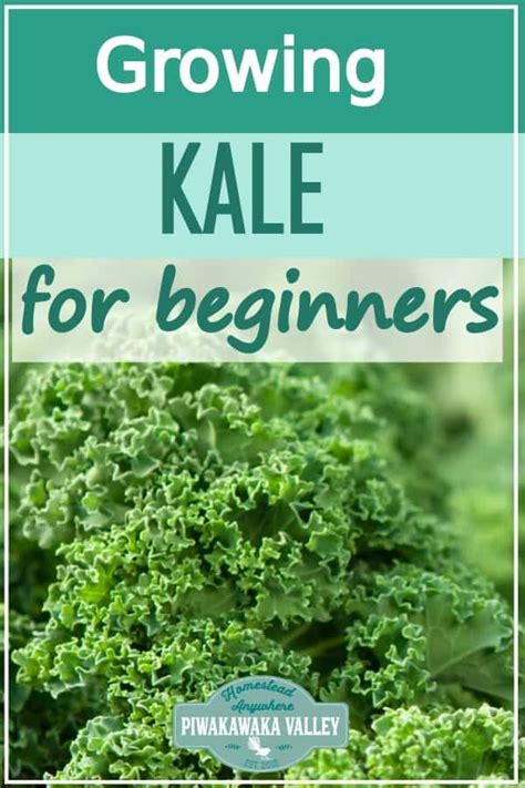 A Beginner S Guide For Growing Kale In Your Garden Artofit