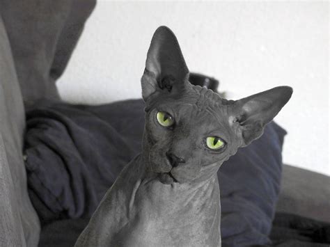 Gray Sphynx Cat