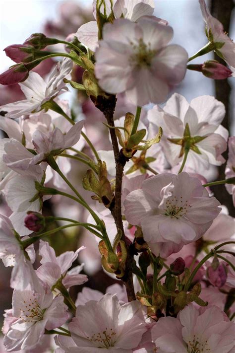 Free Images Nature Branch Flower Petal Bloom Summer Bush Food