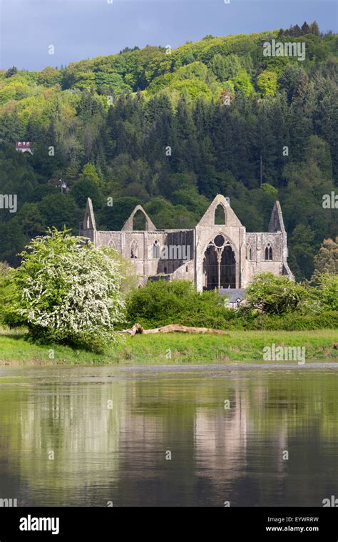 Ruins Of Tintern Abbey By The River Wye Tintern Wye Valley