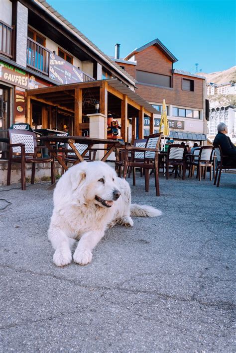 Great Pyrenees Dog Breed Information, Pictures, Characteristics & Facts – - Rested Paws