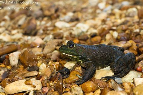 American Bullfrog - eMuseum of Natural History