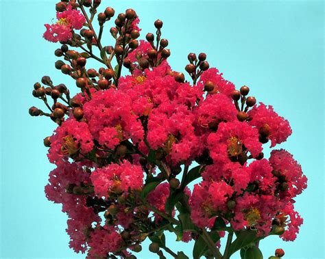 Red Jacaranda Tree Bloom Photograph by Richard Thomas - Pixels