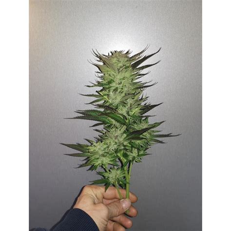 White Fire Og Feminized Cannabis Seeds From Growerschoice