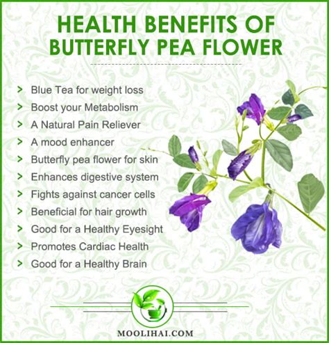 Blue Tea Incredible Health Benefits Of Butterfly Pea Flower Moolihai