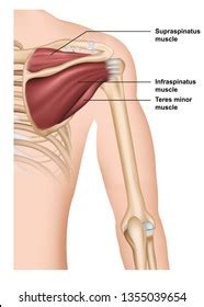 Musculus Triceps Brachii D Medical Vector Stock Vector Royalty Free