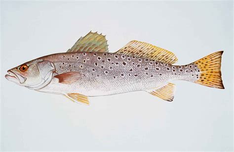 Fish Facts: Speckled Trout - The Jump