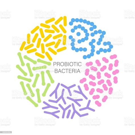 Probiotic Bacteria Set In Circle Gut Microbiota With Healthy Prebiotic