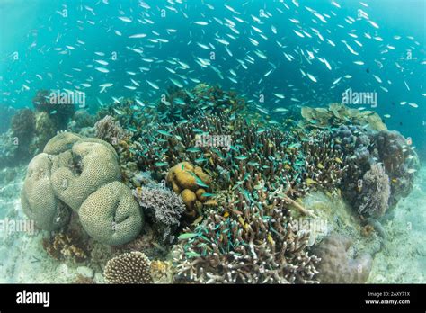 Bright Damselfish Chromis Viridis Swim Above A Coral Reef In Raja