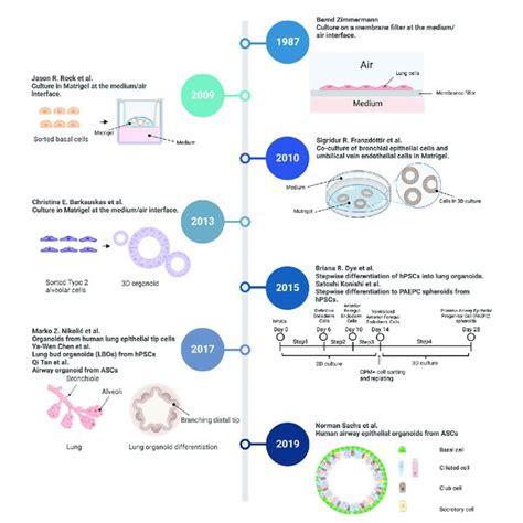 Applications of organoid technology in lung diseases. Lung organoids ...