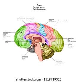 Brain Functions Vector Illustration Labeled Explanation Stock Vector