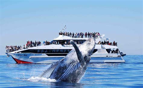 Best Whale Watching Near Brisbane